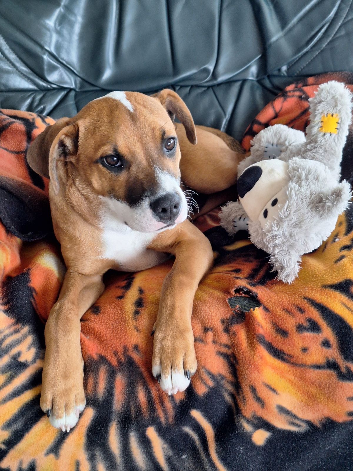 Gallery image: Hubble