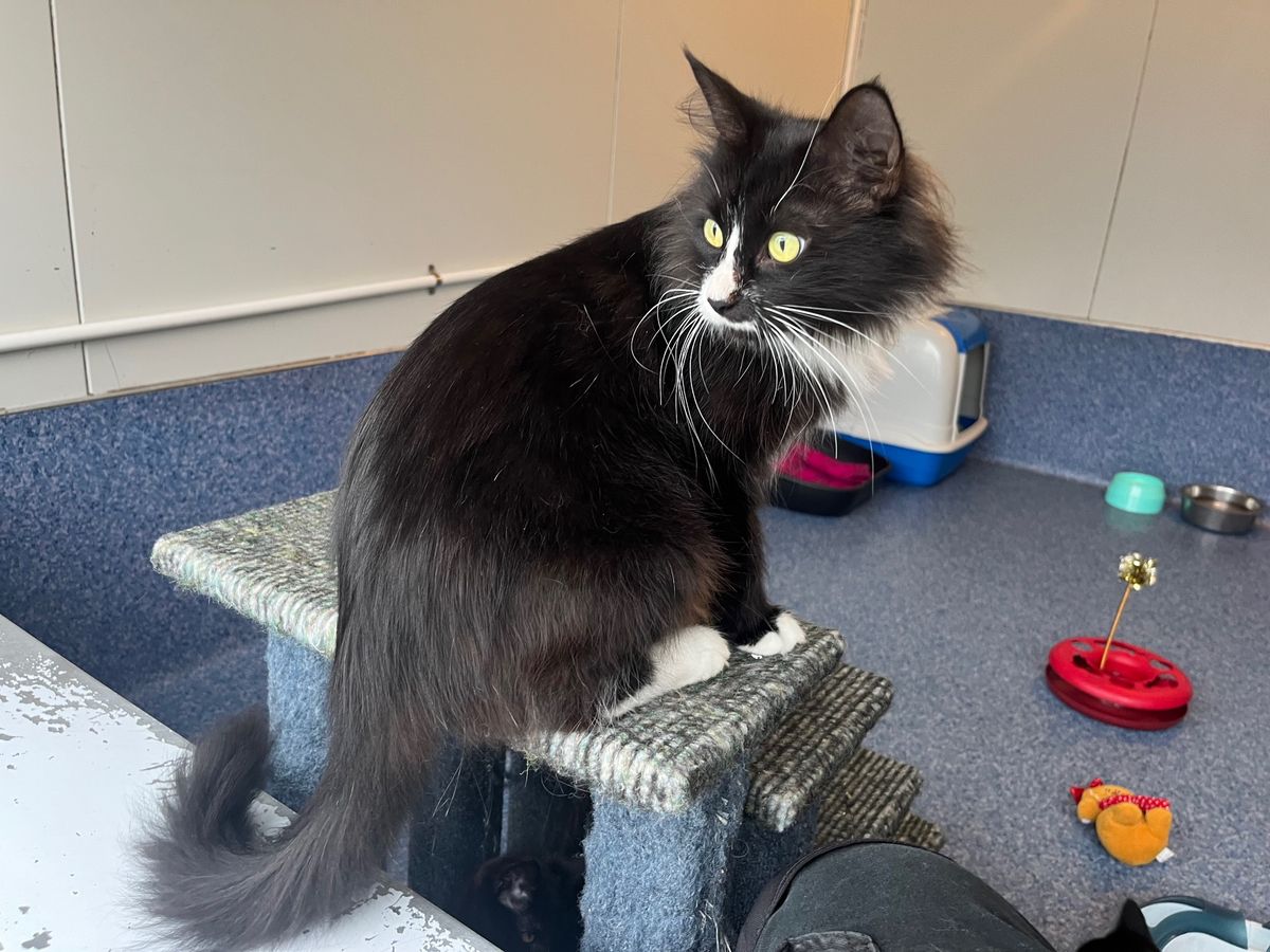 Gallery image: Gracie