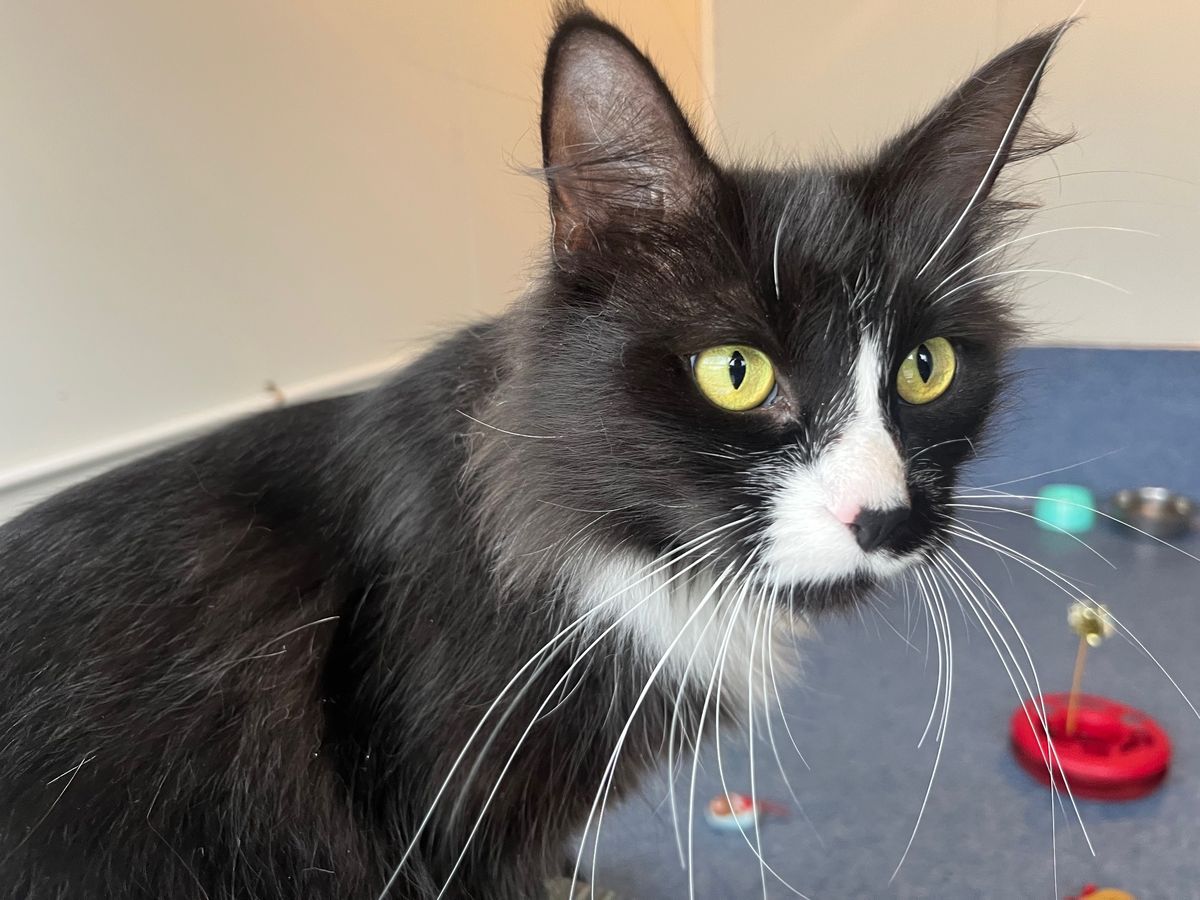 Gallery image: Gracie