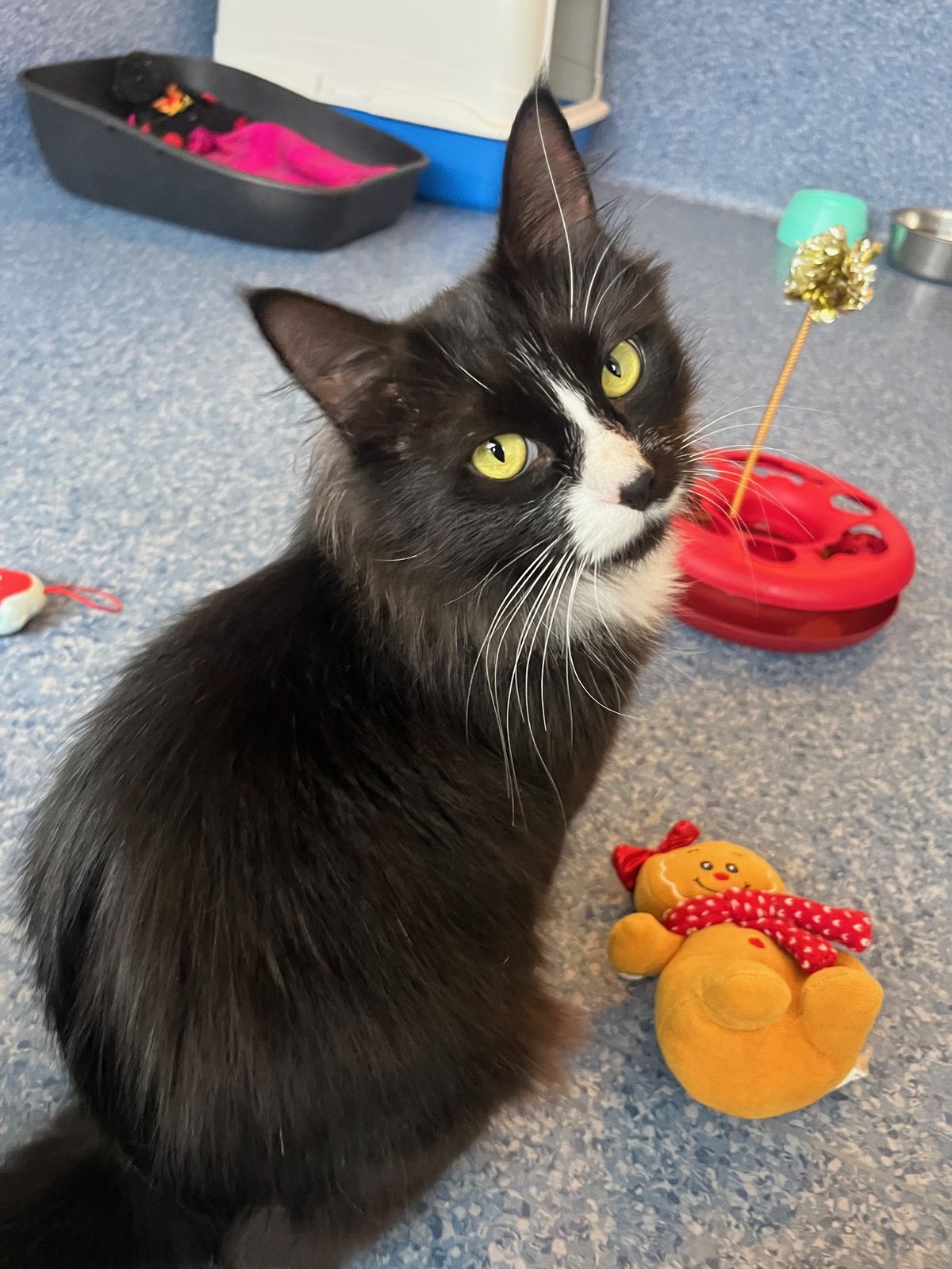 Gallery image: Gracie