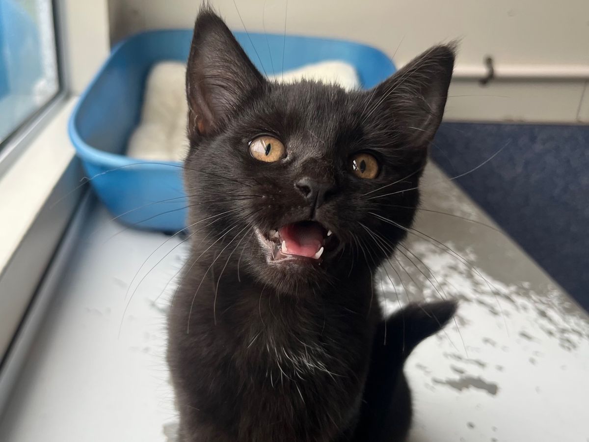 Gallery image: Muffin