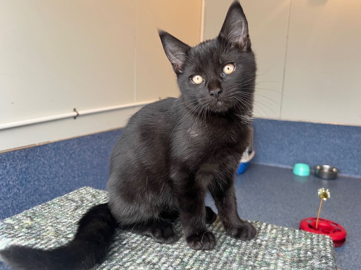 Gallery image: Muffin