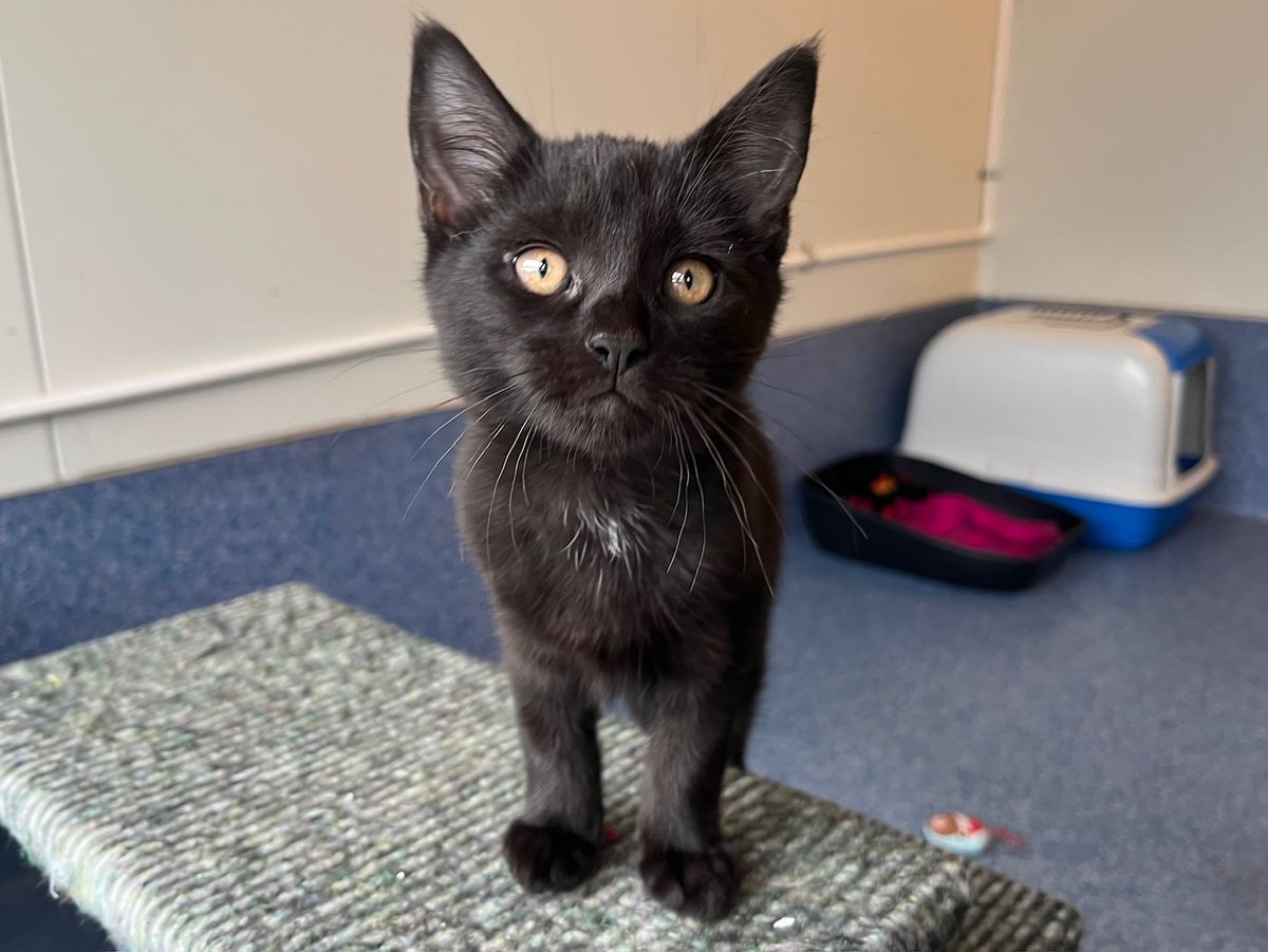 Gallery image: Muffin