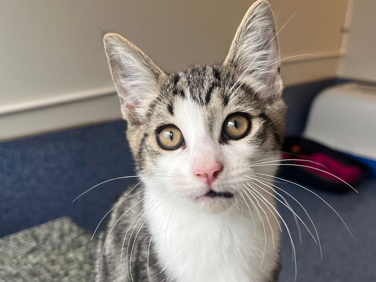 Gallery image: Boots 