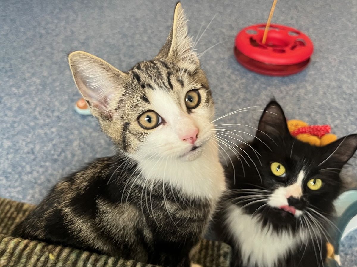 Gallery image: Boots 