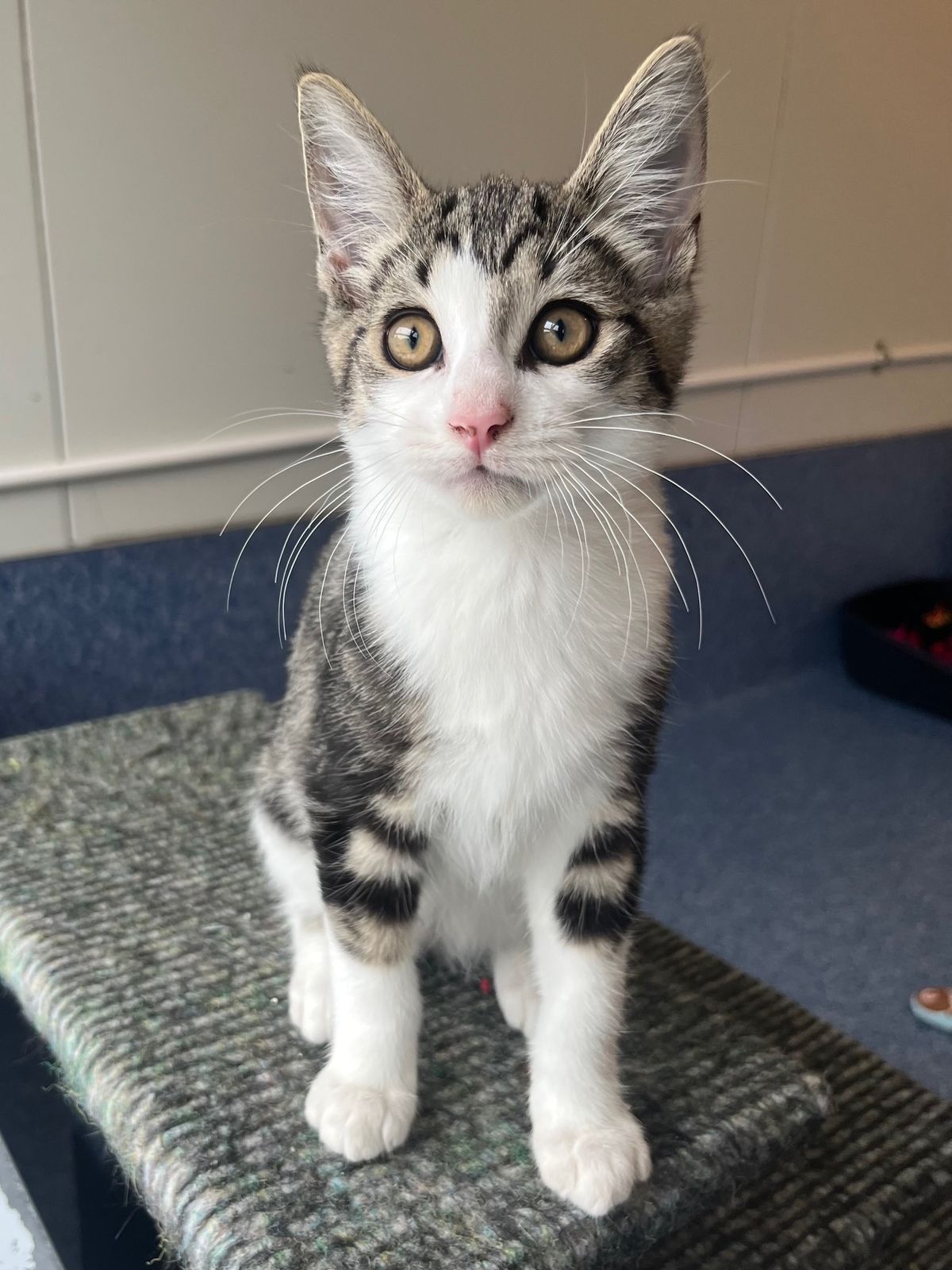 Gallery image: Boots 