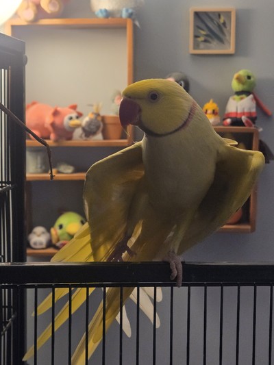 Pecorino - Indian Ringneck