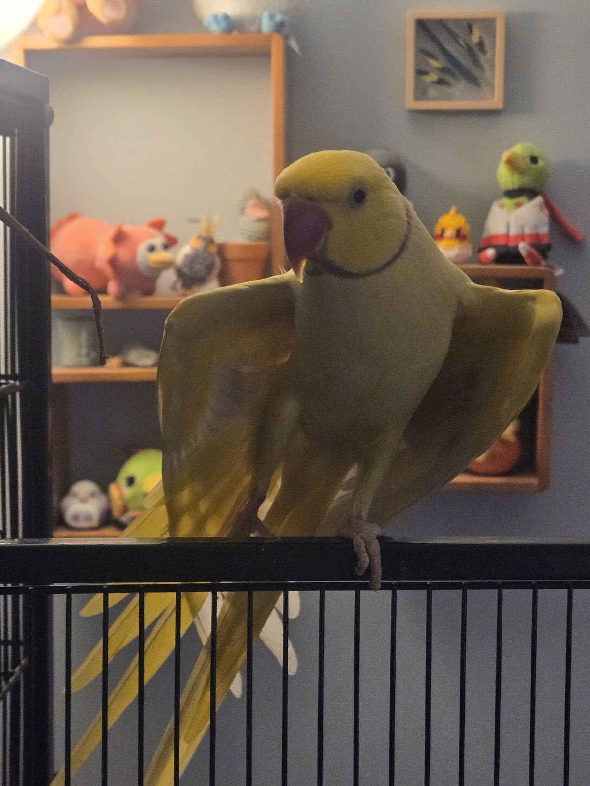 Gallery image: Pecorino