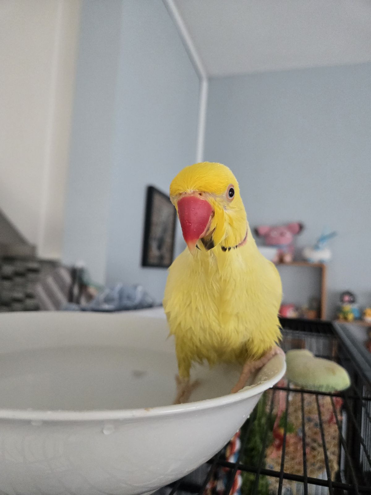 Gallery image: Pecorino