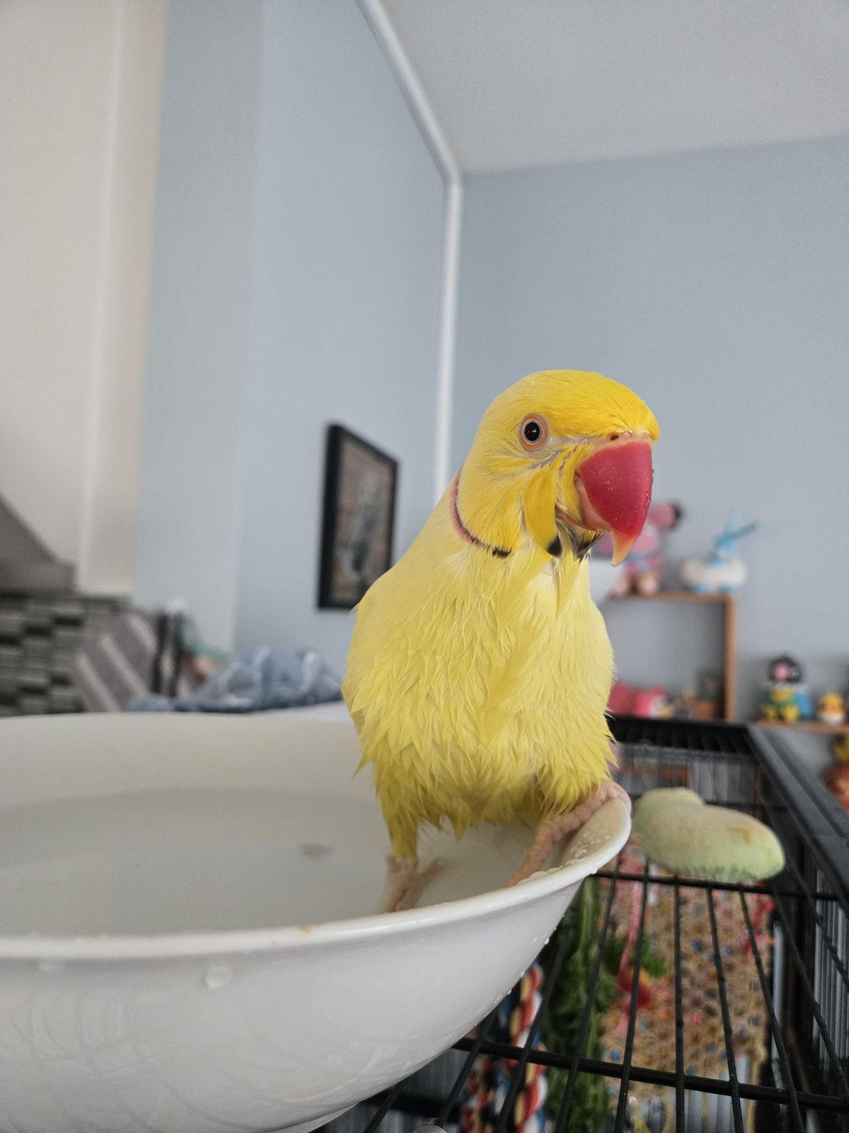 Gallery image: Pecorino