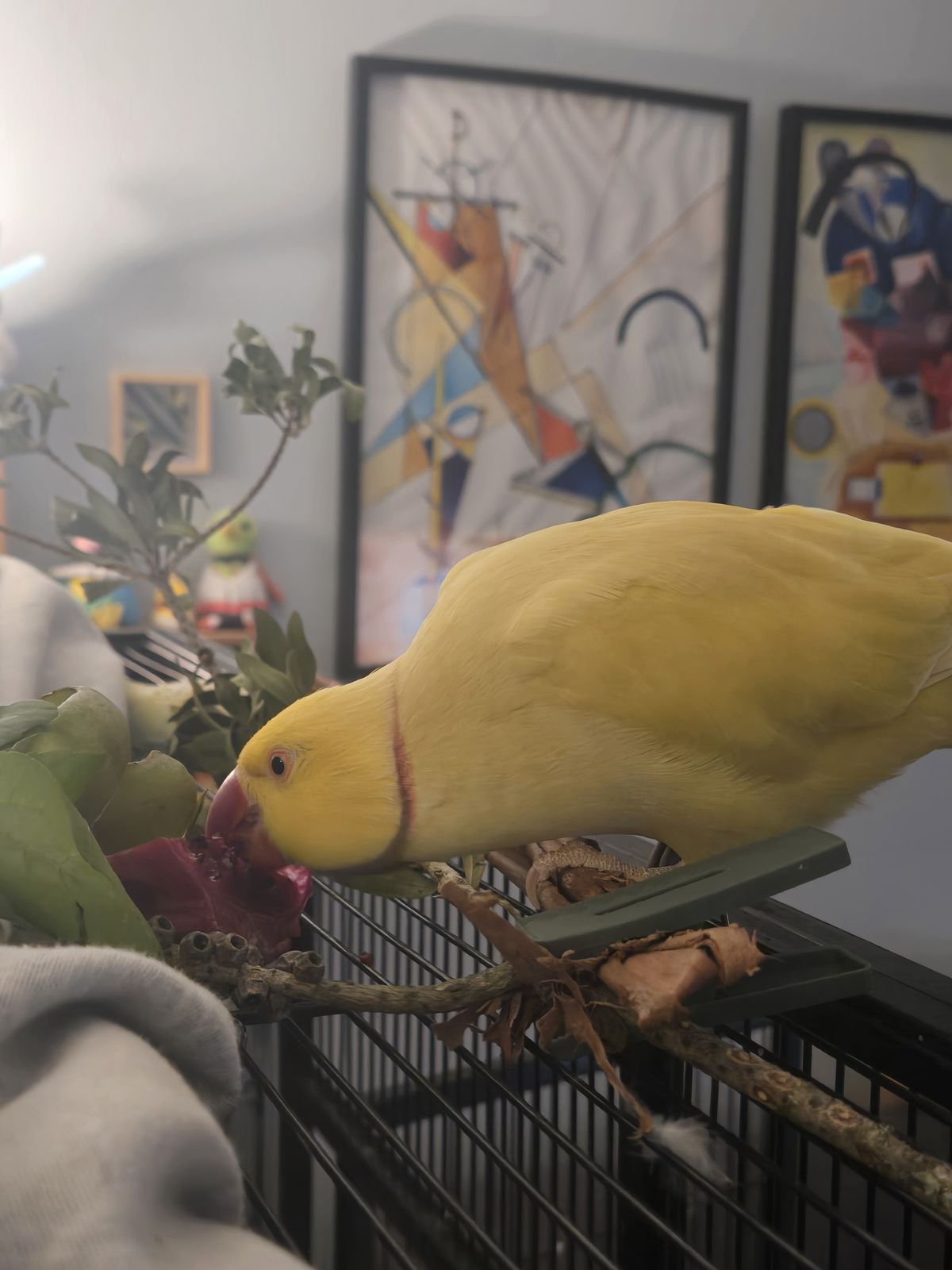 Gallery image: Pecorino