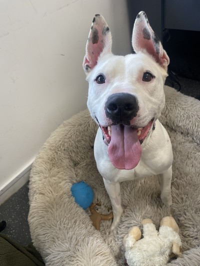 Mo - Medium Cross Breed