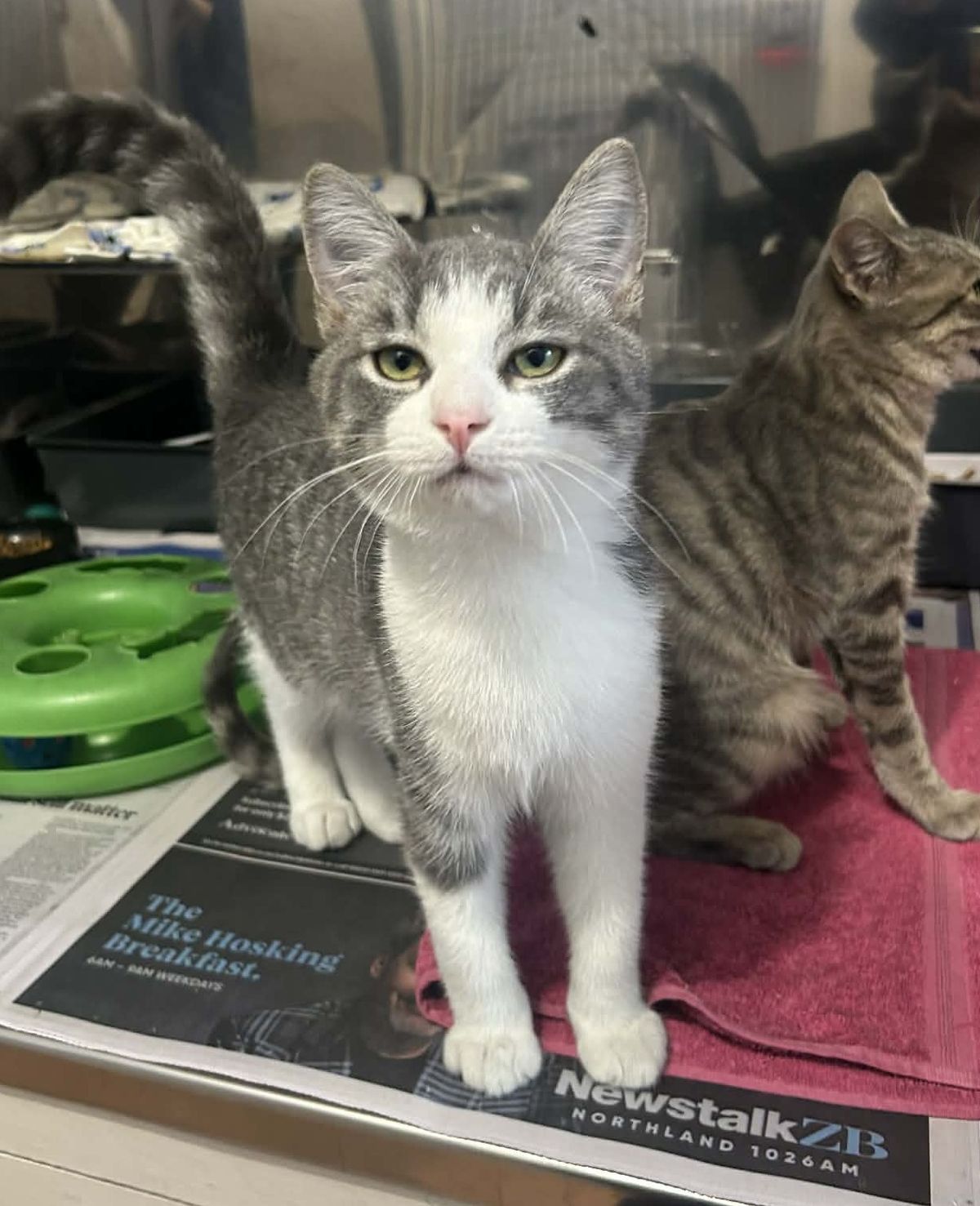 Gallery image: Dudley