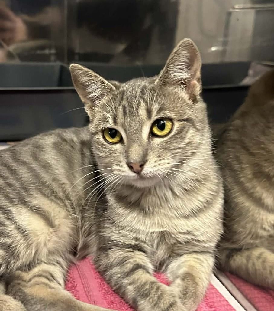 Gallery image: Tootsie