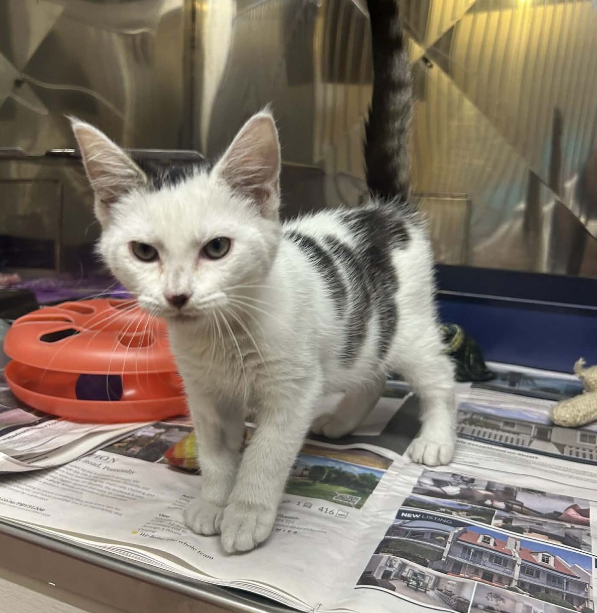 Gallery image: Sergio