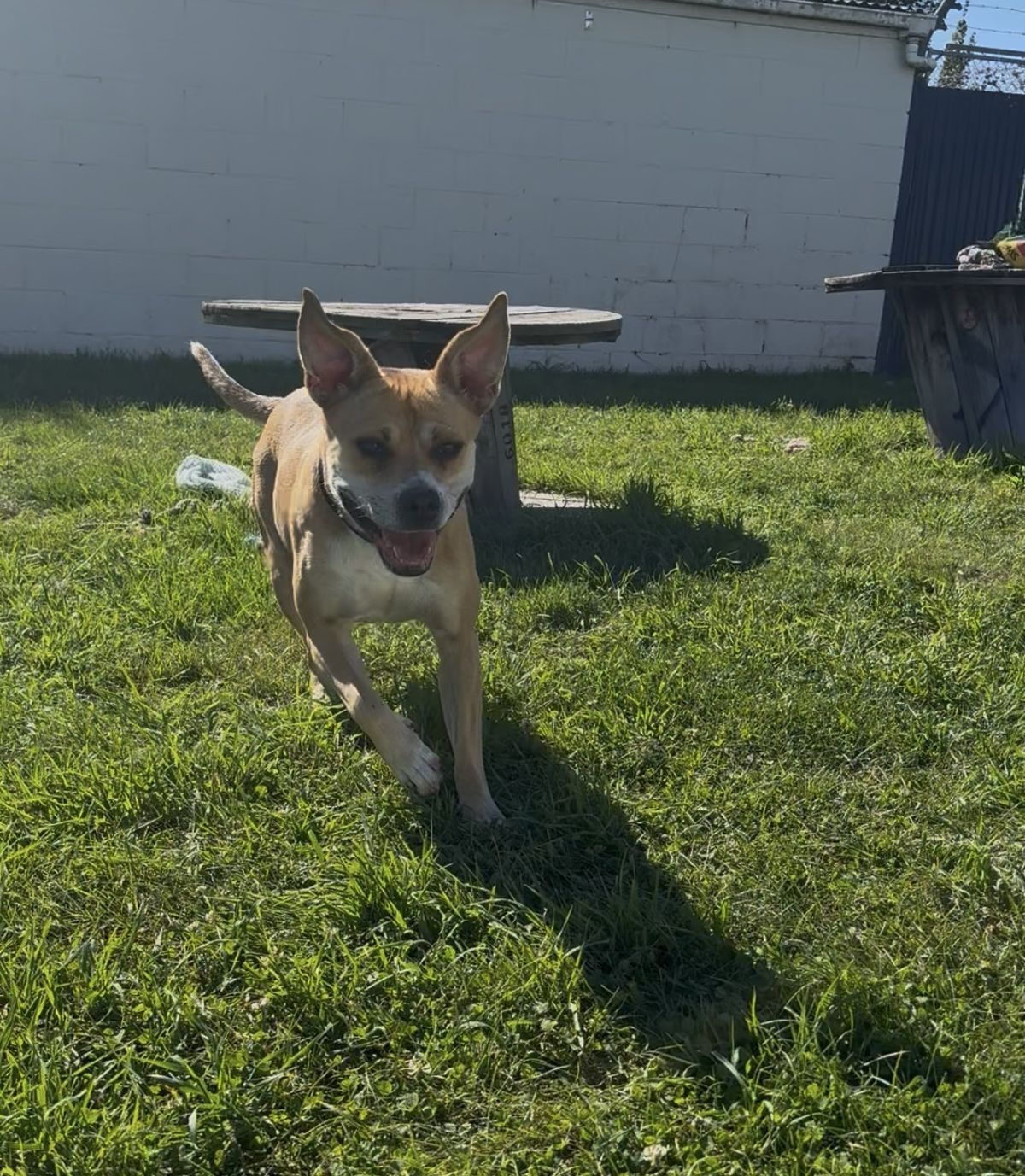 Gallery image: Lacey