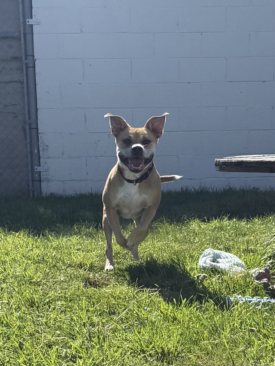 Gallery image: Lacey