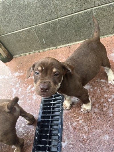 Bear - Medium Cross Breed