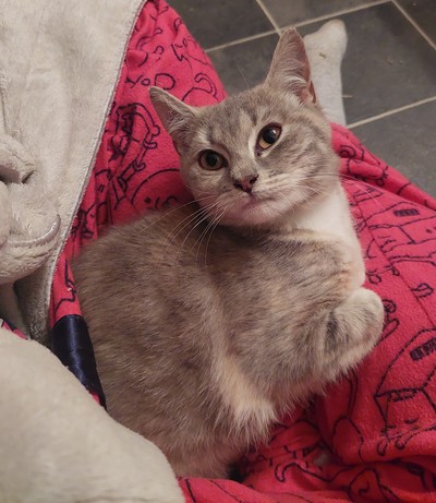 Jazmyn - Domestic Short Hair