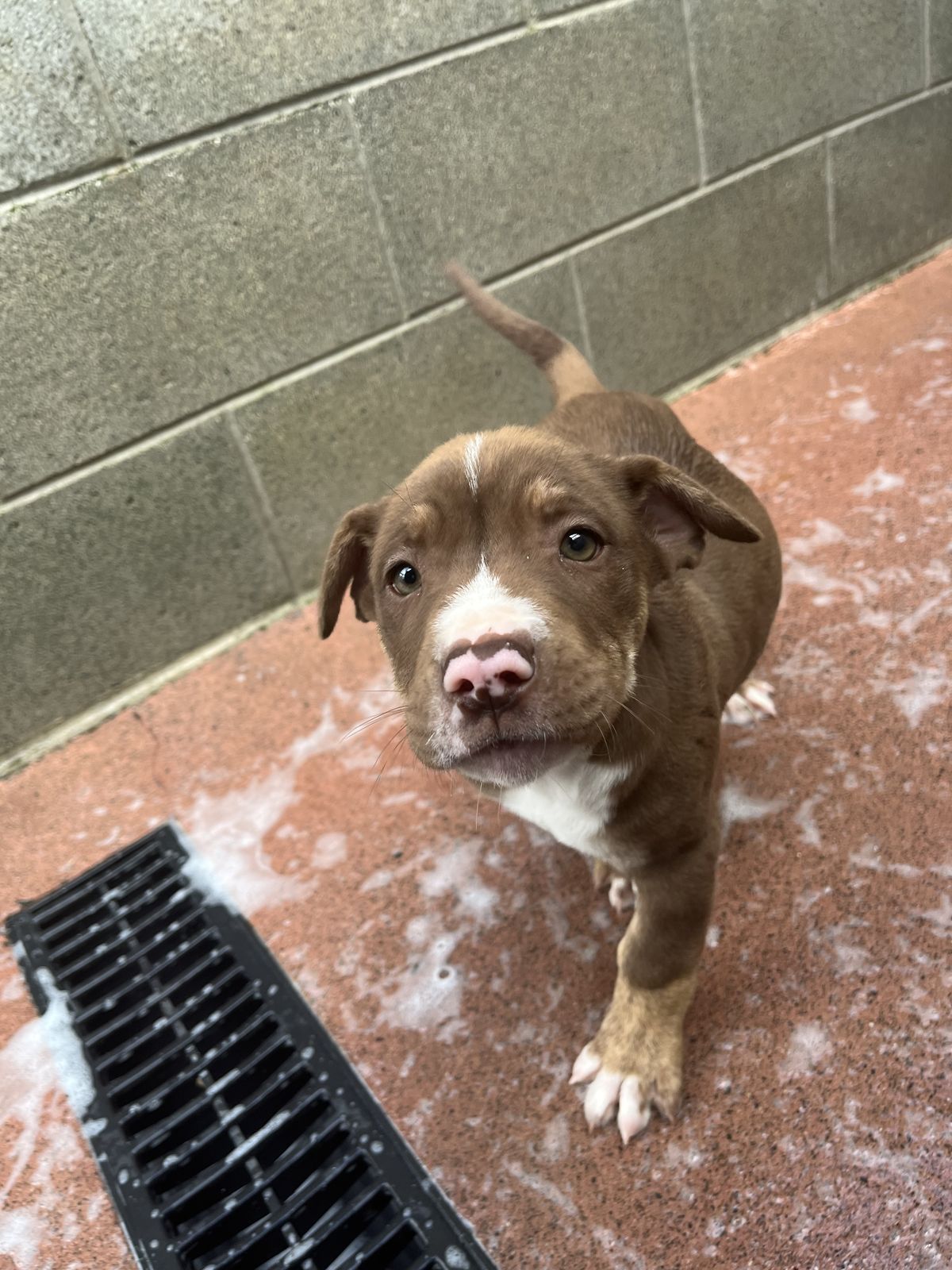 Gallery image: Bison