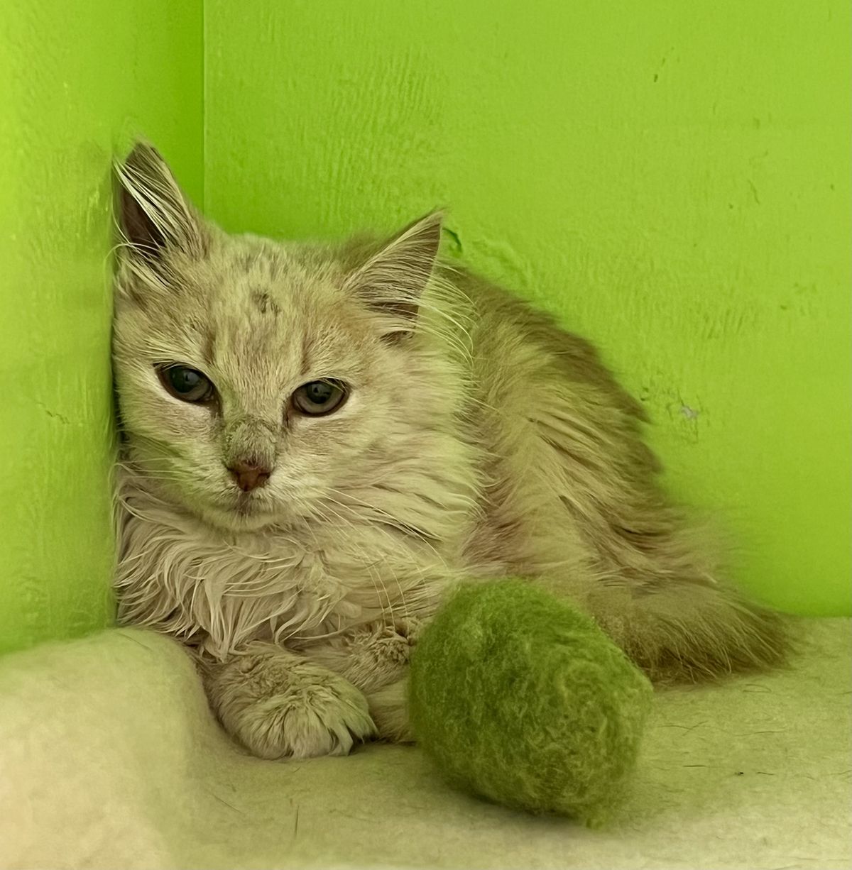 Gallery image: Zanzi