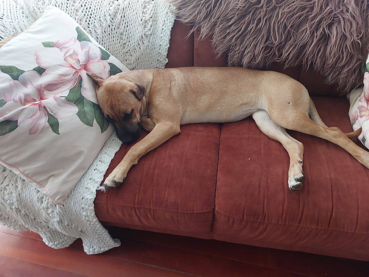 Gallery image: Cashew