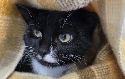 Angelfish - Domestic Short Hair