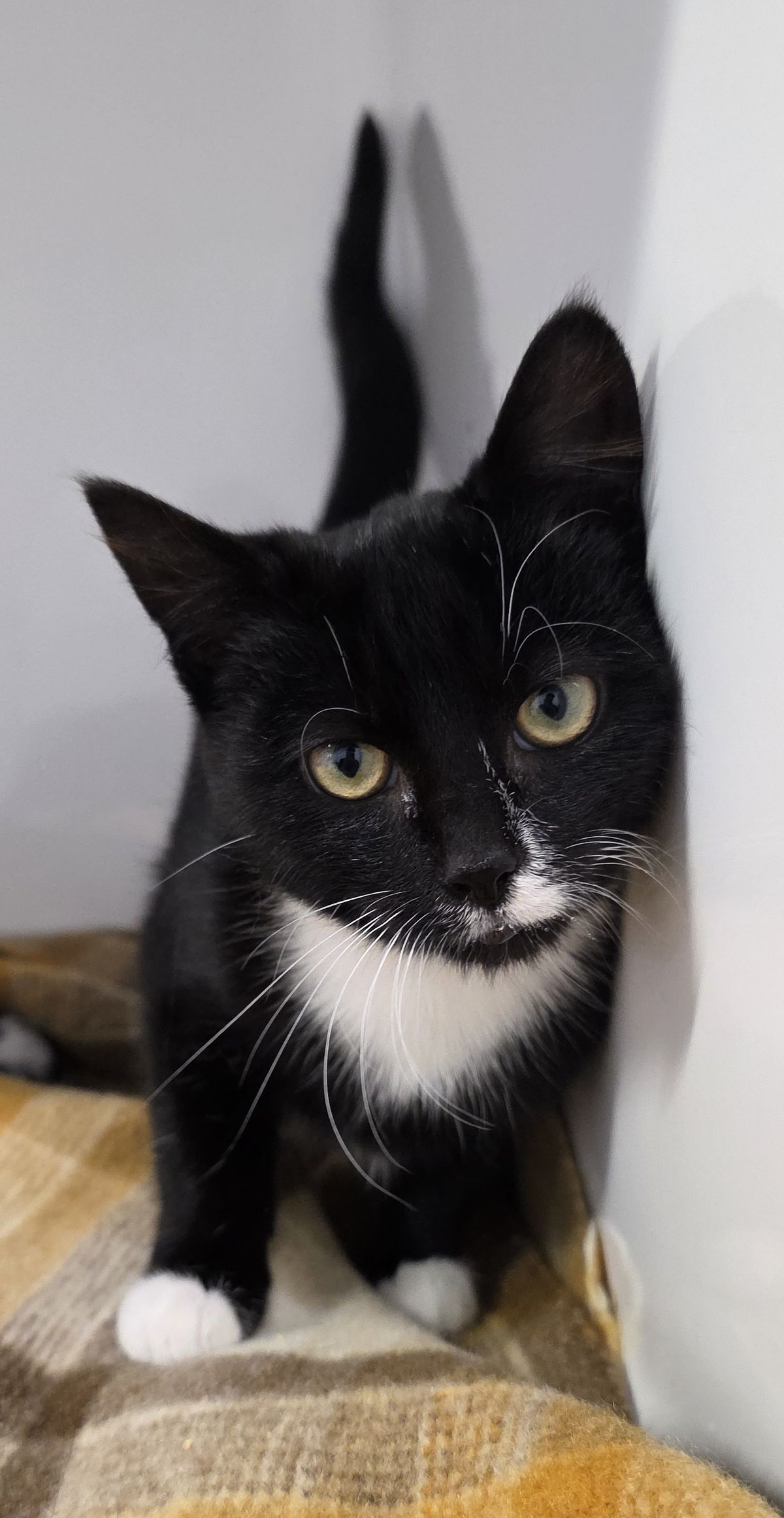 Gallery image: Angelfish