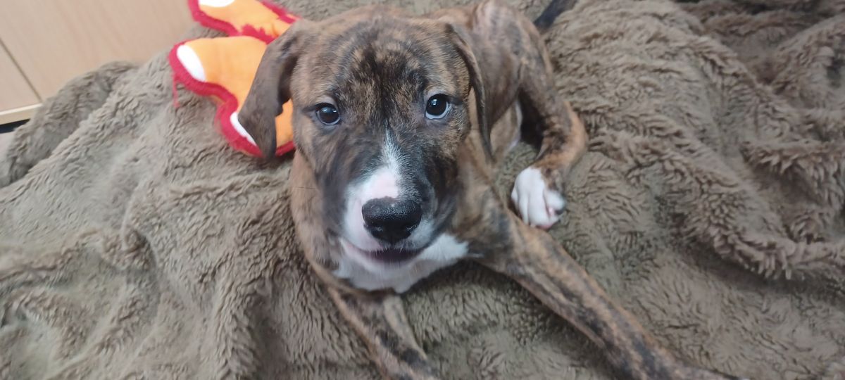 Gallery image: Doug Funnie