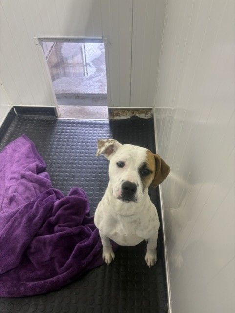 Gallery image: Crumpet