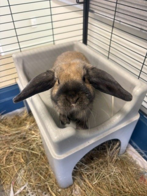 Gallery image: Brownie