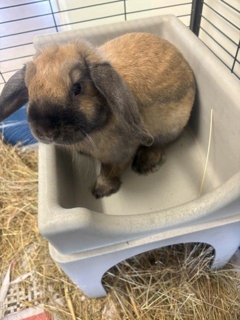 Gallery image: Brownie