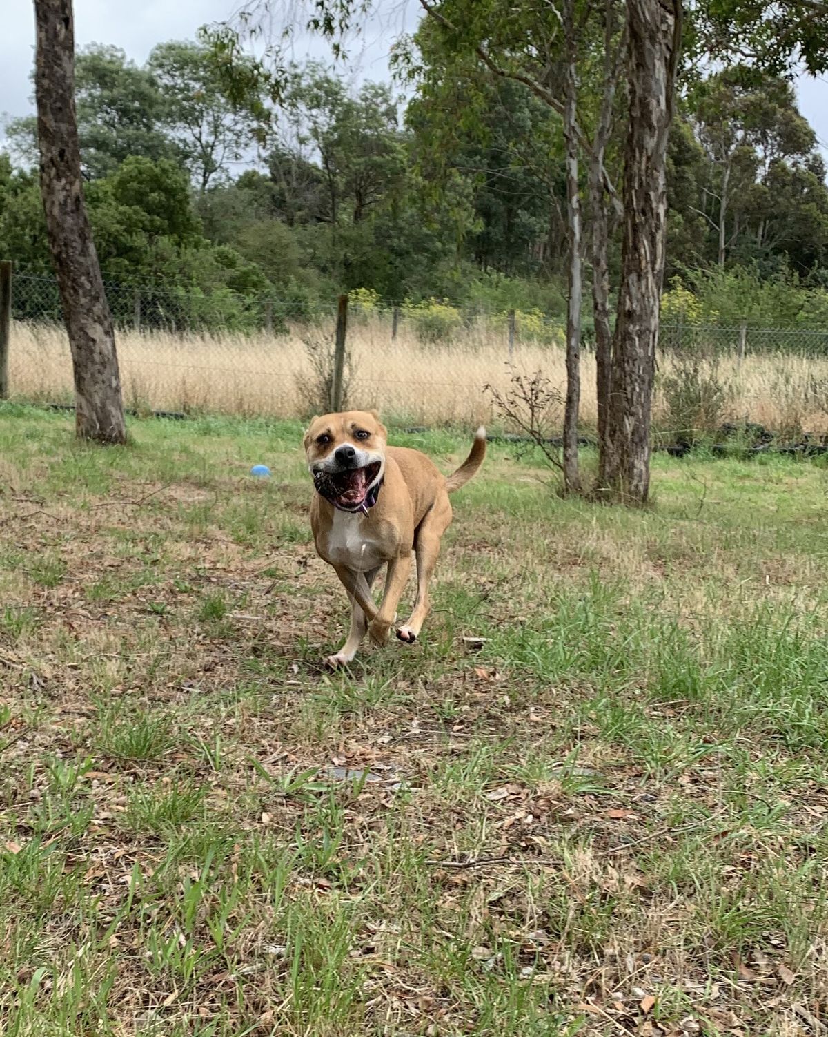 Gallery image: Lacey