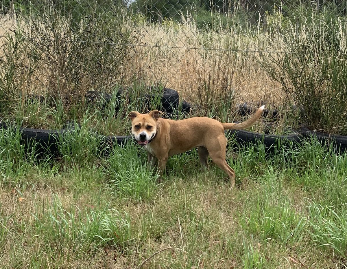 Gallery image: Lacey