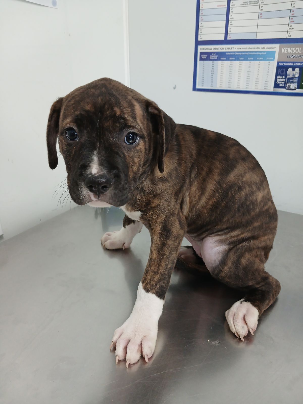 Gallery image: Patti Mayonnaise