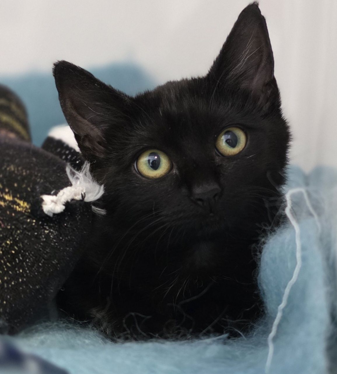 Gallery image: Helaena