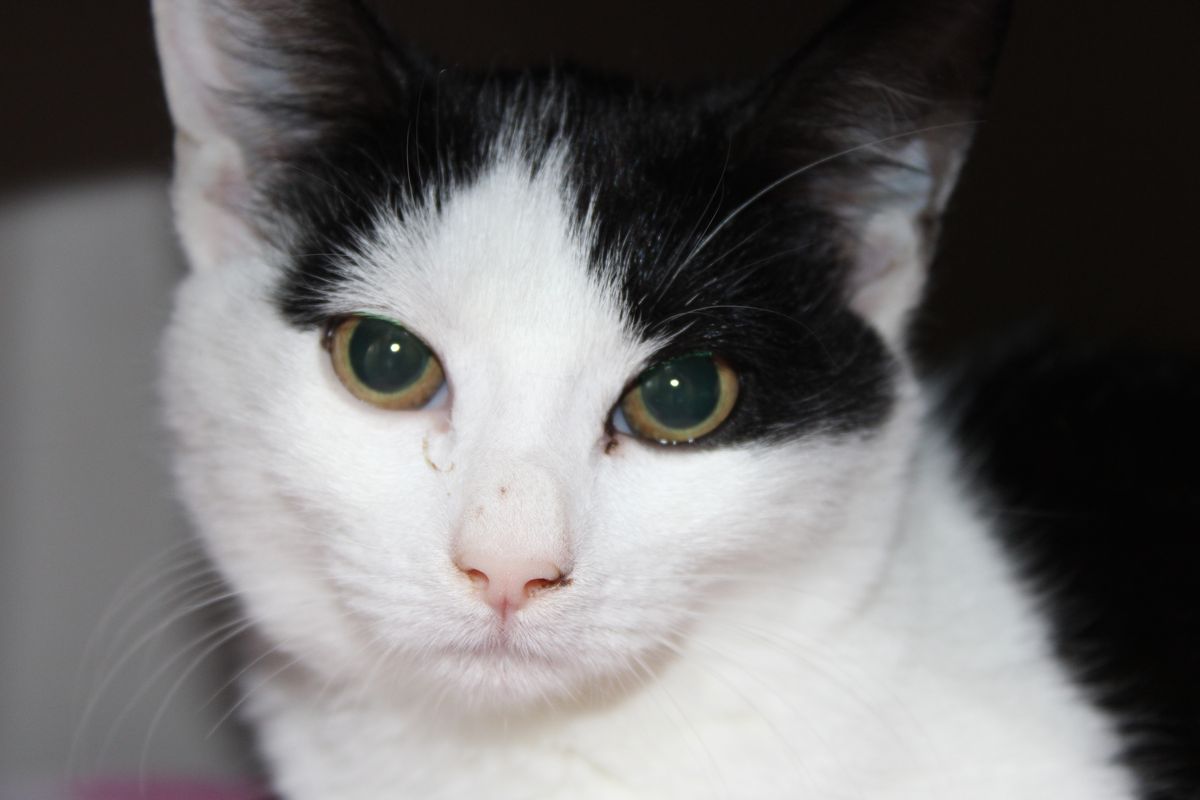 Gallery image: Clover