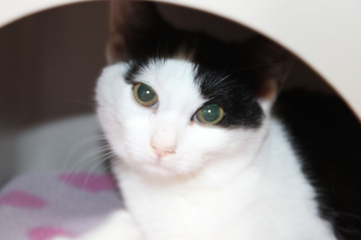 Gallery image: Clover