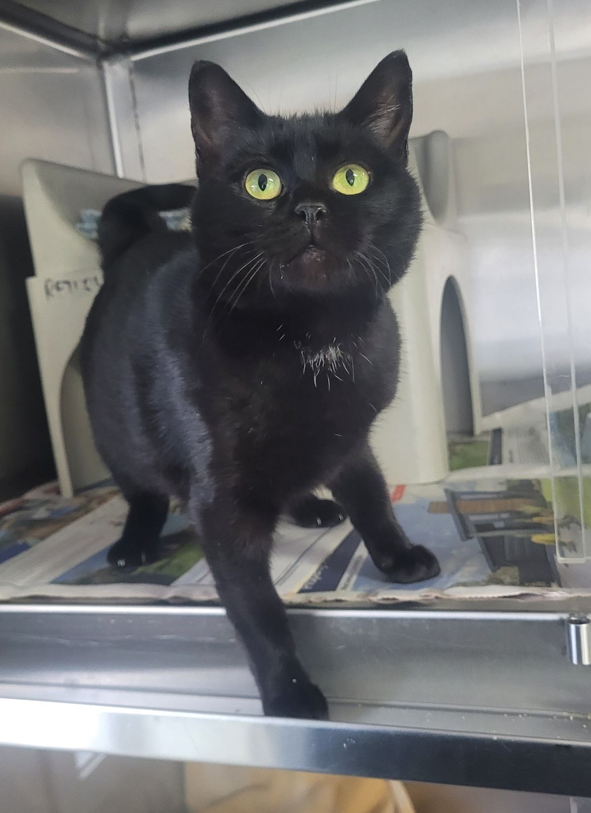 Gallery image: Rosie