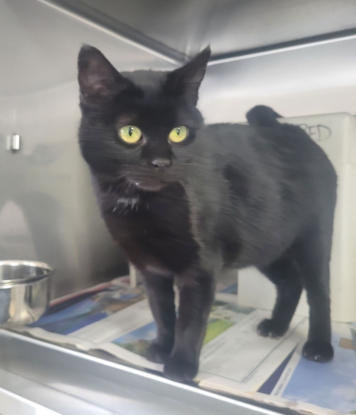 Gallery image: Rosie