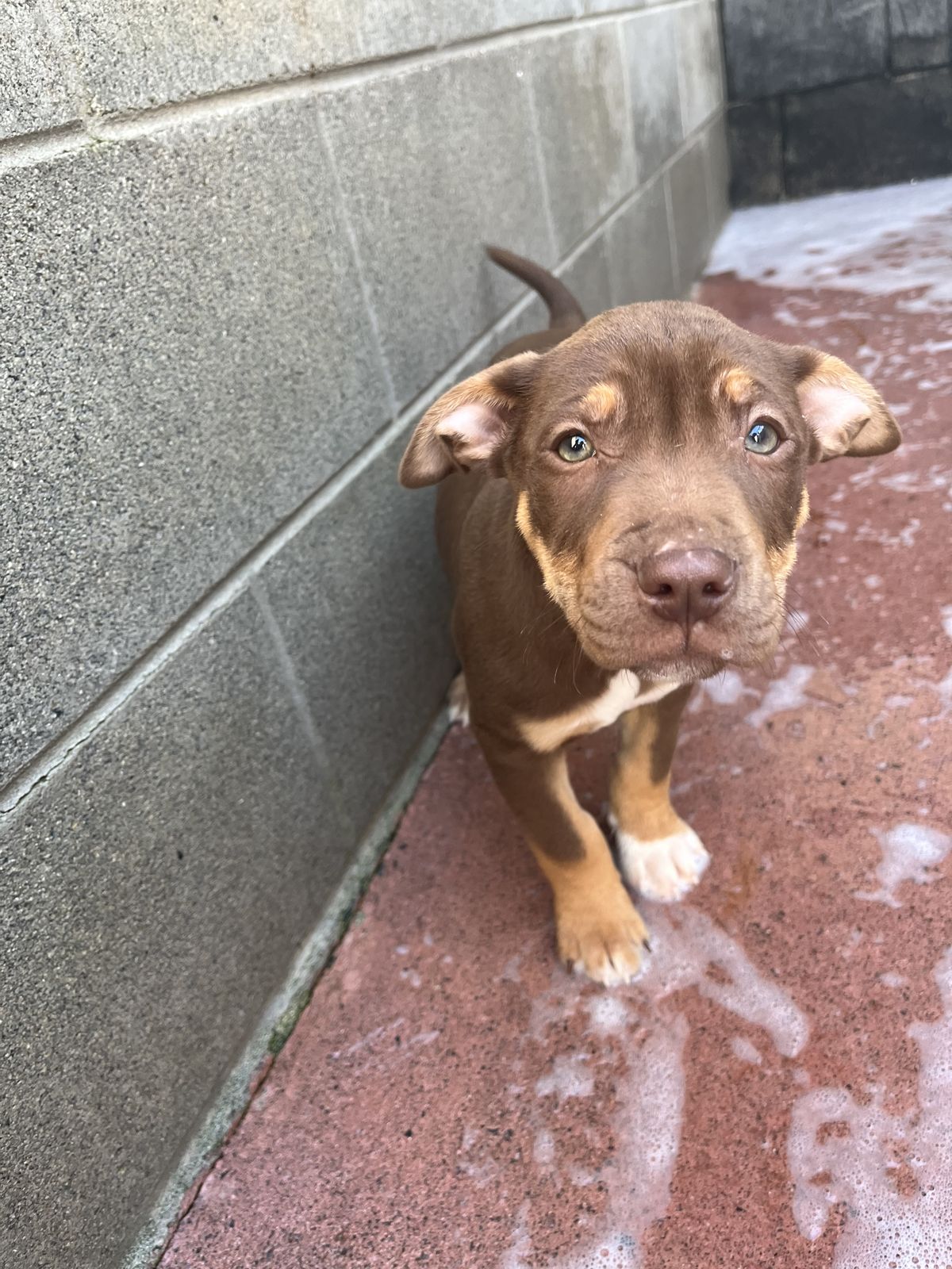 Gallery image: Moose