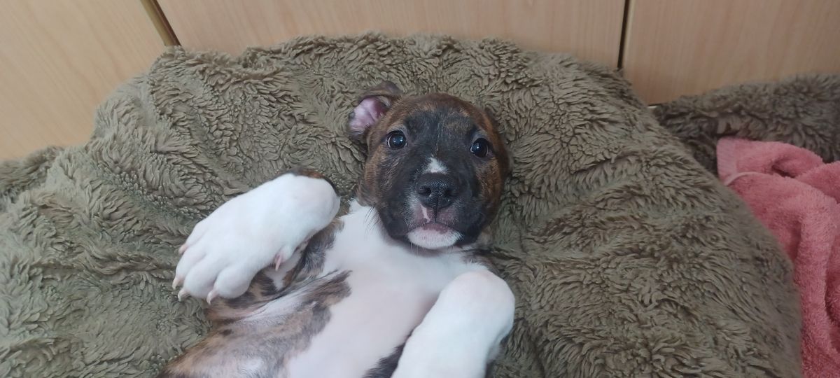 Gallery image: Patti Mayonnaise