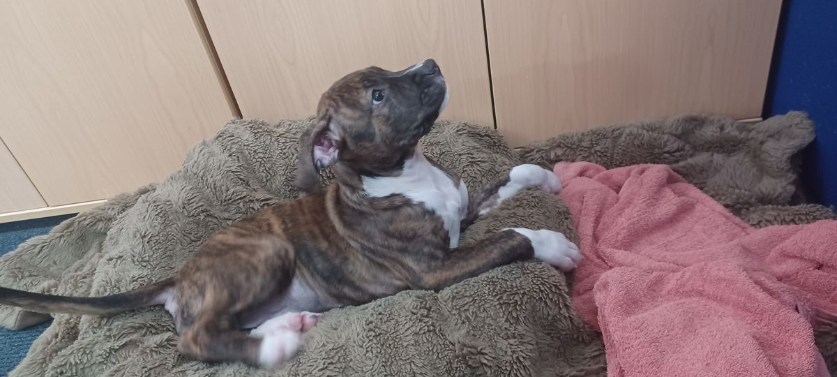 Gallery image: Patti Mayonnaise