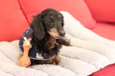 SPCA celebrates elderly pets on International Day of Older Persons