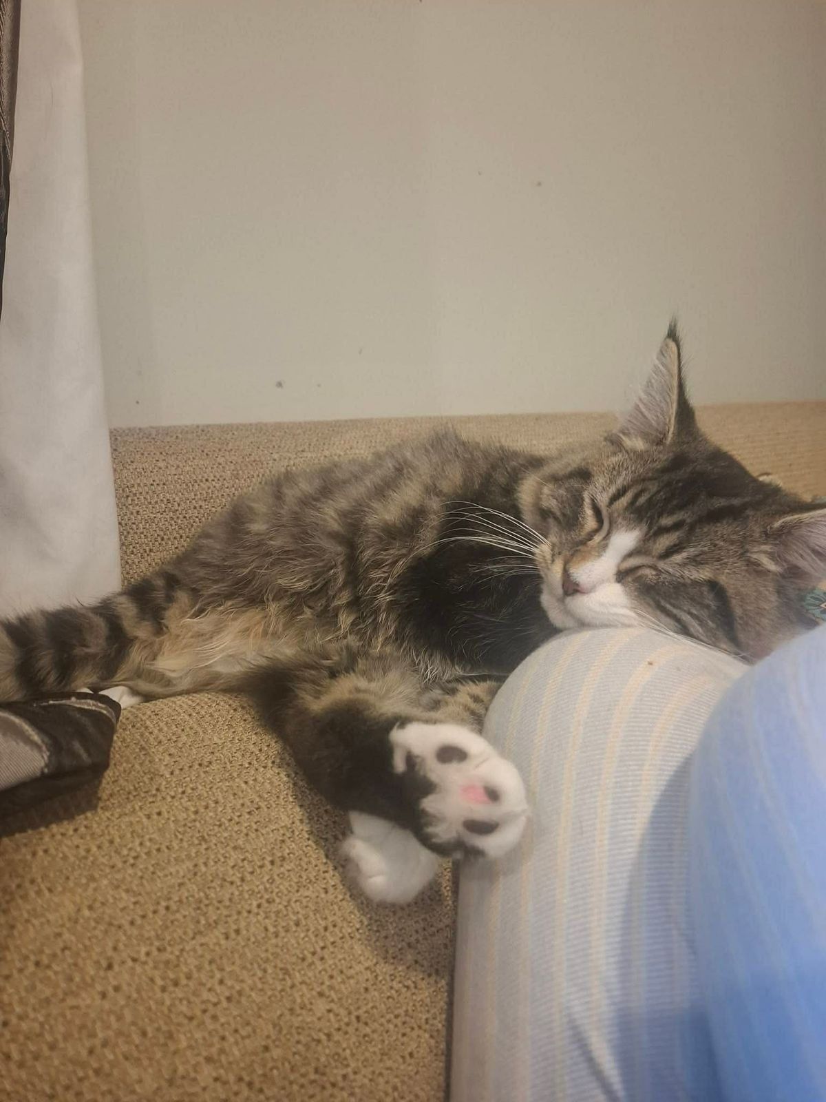 Gallery image: Clifford 