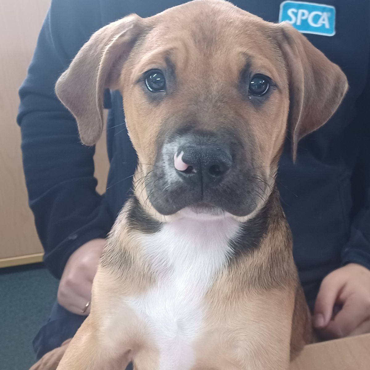 Gallery image: Porkchop