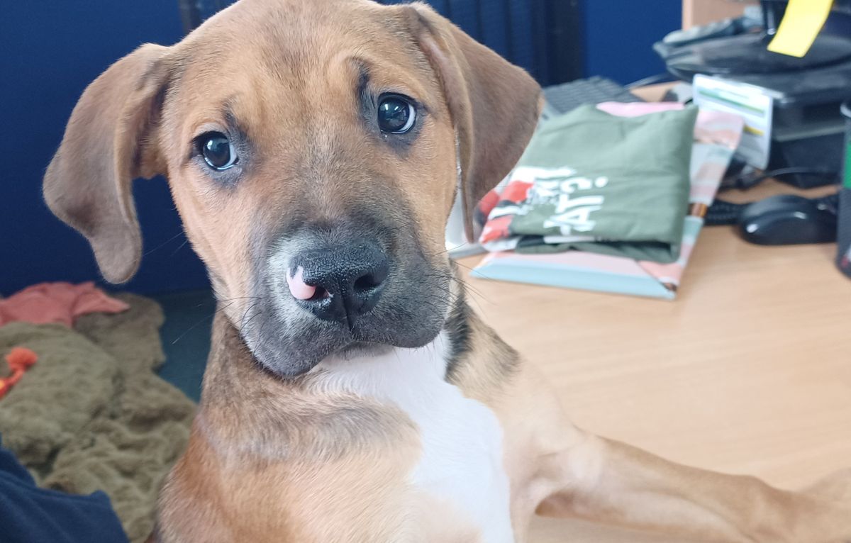 Gallery image: Porkchop