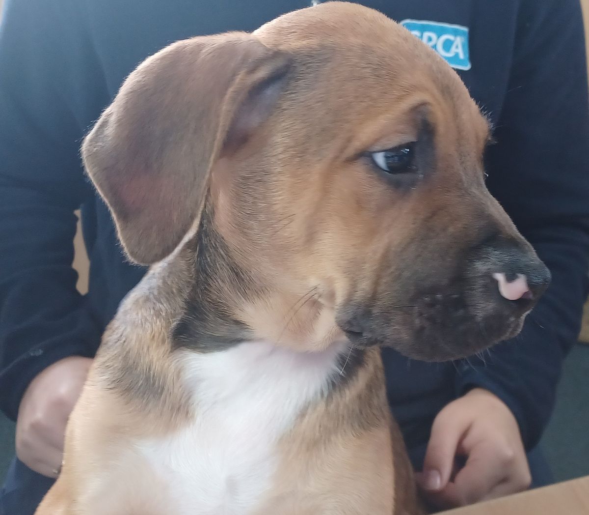 Gallery image: Porkchop