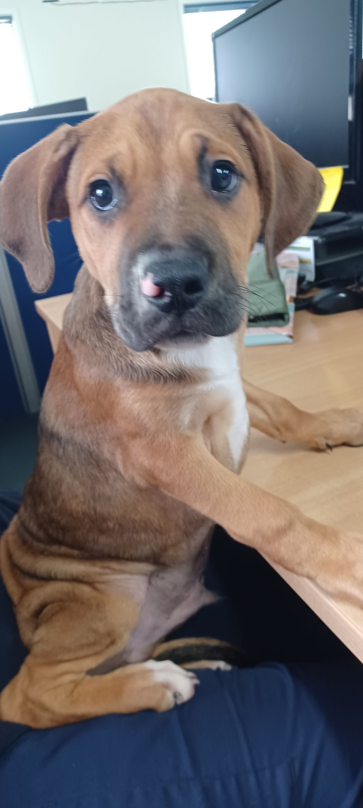 Gallery image: Porkchop