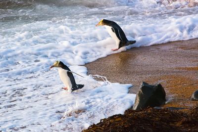 SPCA urges public to speak up on alarming proposed changes to the Fisheries Bill 